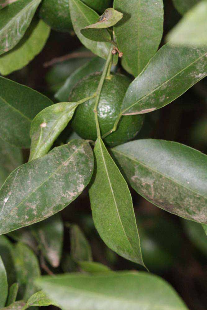              Shade leaves (Riverside, CA)       